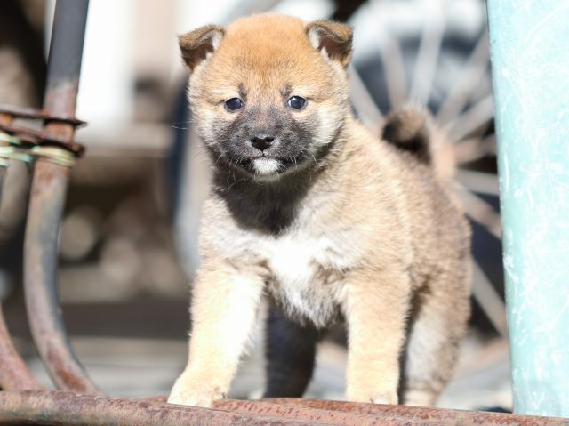 FP5A2145-puupy1-shibainu FP5A2145-puupy1-shibainu