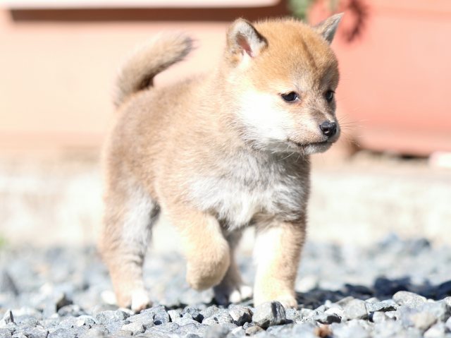 FP5A2180-puupy1-shibainu FP5A2180-puupy1-shibainu