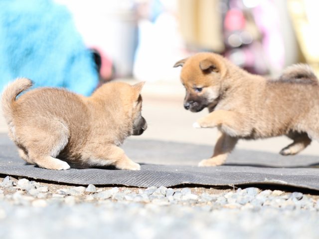 FP5A2300-puupy1-shibainu FP5A2300-puupy1-shibainu