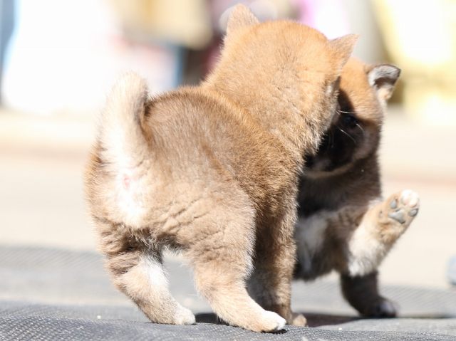 FP5A2303-puupy1-shibainu FP5A2303-puupy1-shibainu