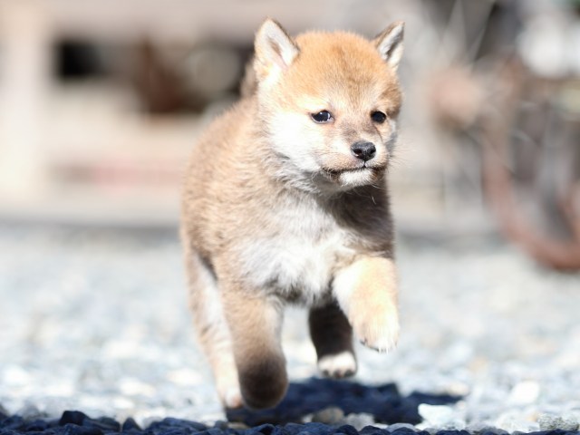 FP5A2324-puupy1-shibainu FP5A2324-puupy1-shibainu
