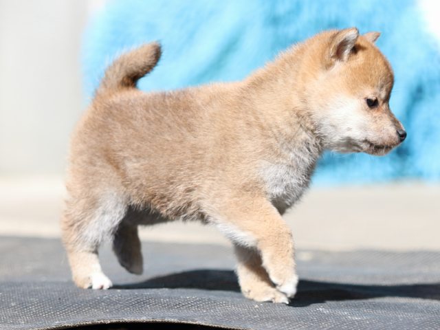 FP5A2351-puupy1-shibainu FP5A2351-puupy1-shibainu