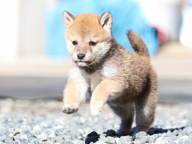 FP5A2365-puupy1-shibainu FP5A2365-puupy1-shibainu
