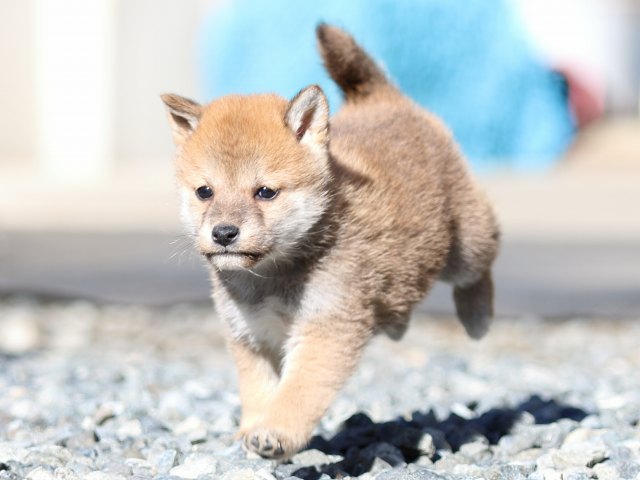 FP5A2366-puupy1-shibainu FP5A2366-puupy1-shibainu