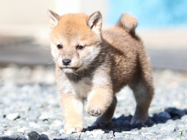 FP5A2368-puupy1-shibainu FP5A2368-puupy1-shibainu