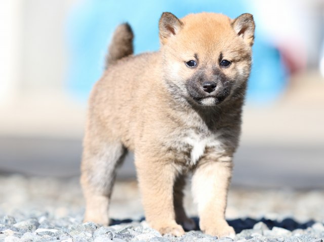 FP5A2411-puupy1-shibainu FP5A2411-puupy1-shibainu