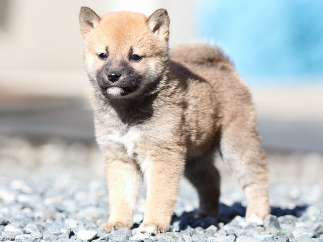 FP5A2417-shibainu FP5A2417-shibainu