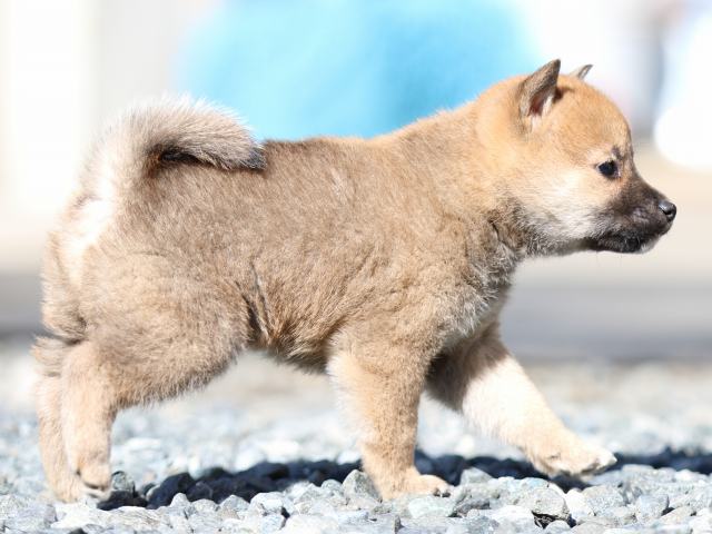 FP5A2453-puupy1-shibainu FP5A2453-puupy1-shibainu