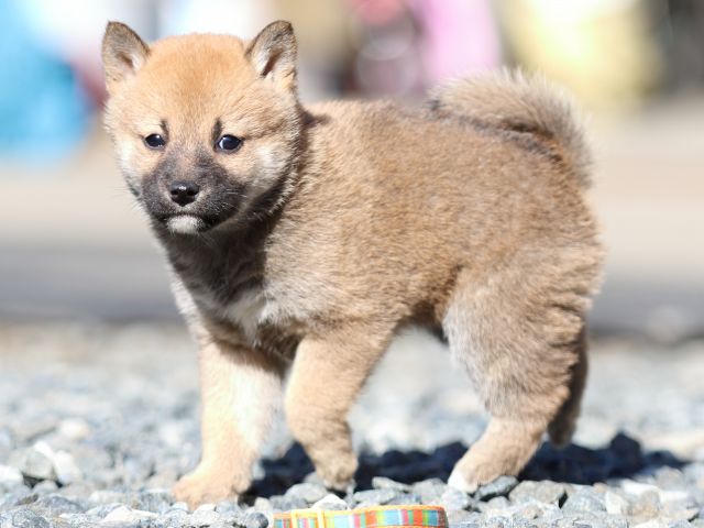 FP5A2461-puupy1-shibainu FP5A2461-puupy1-shibainu