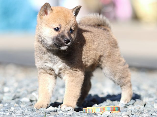 FP5A2466-puupy1-shibainu FP5A2466-puupy1-shibainu