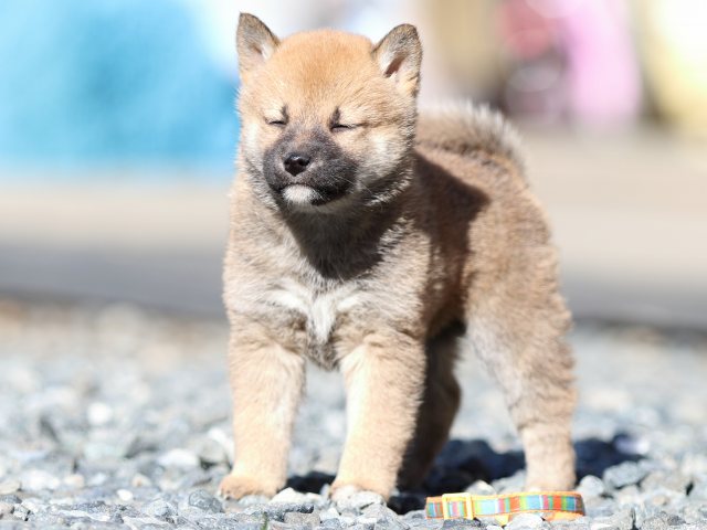 FP5A2474-puupy1-shibainu FP5A2474-puupy1-shibainu