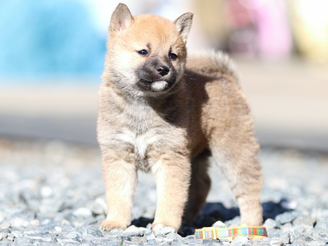 FP5A2480-puupy1-shibainu FP5A2480-puupy1-shibainu