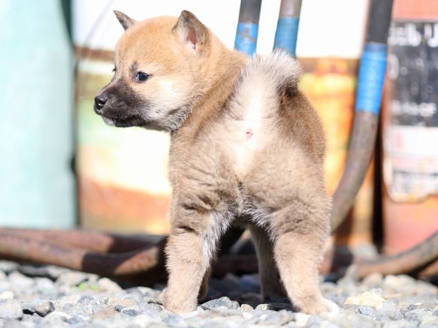 FP5A2505-puupy1-shibainu FP5A2505-puupy1-shibainu