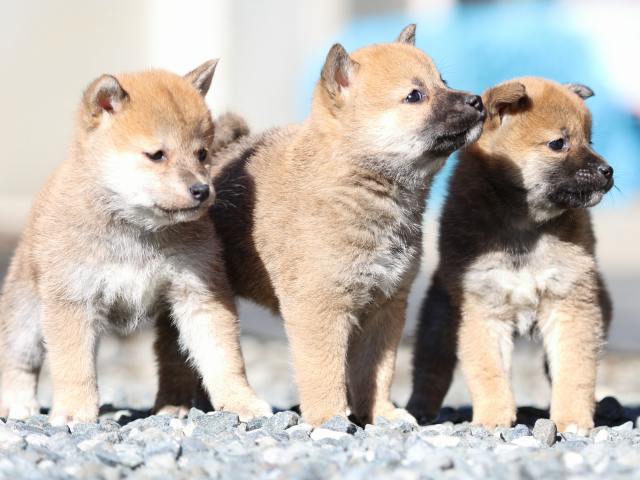 FP5A2546-puupy1-shibainu FP5A2546-puupy1-shibainu