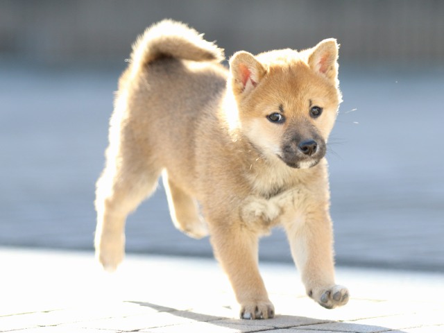 FP5A5685-puppy FP5A5685-puppy