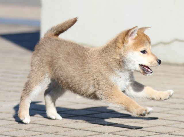 FP5A5827-puppy FP5A5827-puppy