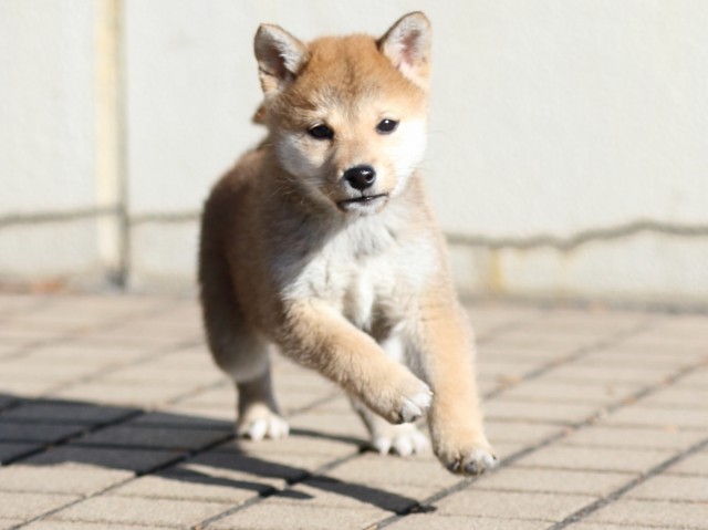 FP5A5833-puppy FP5A5833-puppy