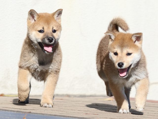 FP5A5869-puppy FP5A5869-puppy