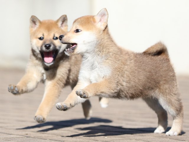 FP5A5889-puppy FP5A5889-puppy