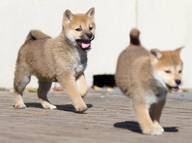 FP5A5909-puppy FP5A5909-puppy