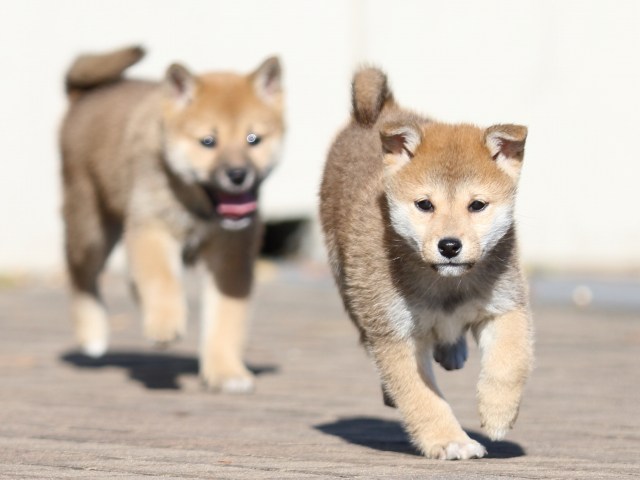 FP5A5913-puppy FP5A5913-puppy