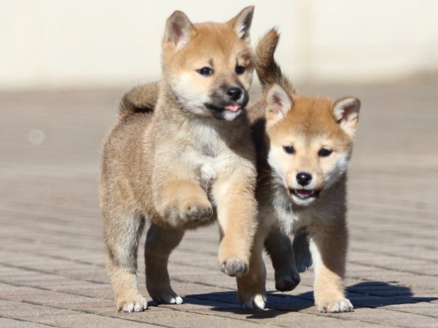 FP5A5945-puppy FP5A5945-puppy