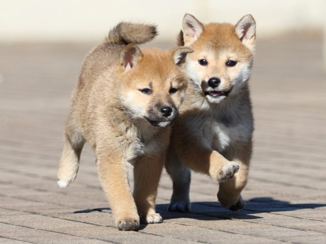 FP5A5946-puppy FP5A5946-puppy