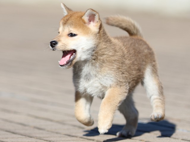 FP5A5964-puppy FP5A5964-puppy