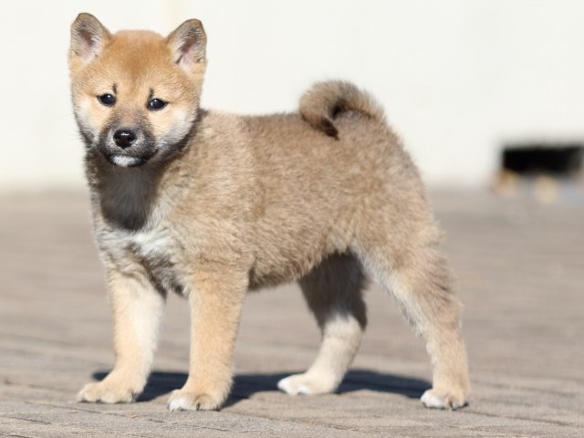 FP5A5984-puppy FP5A5984-puppy
