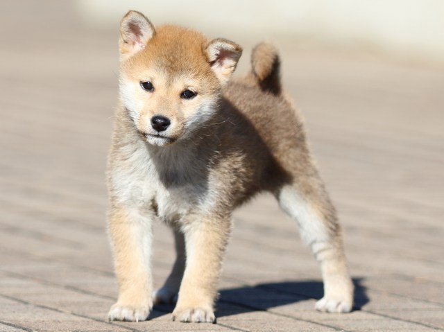 FP5A6014-puppy FP5A6014-puppy