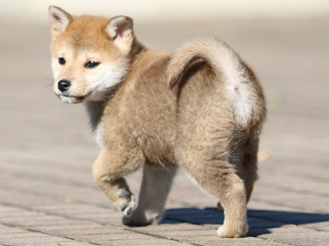 FP5A6039-puppy FP5A6039-puppy