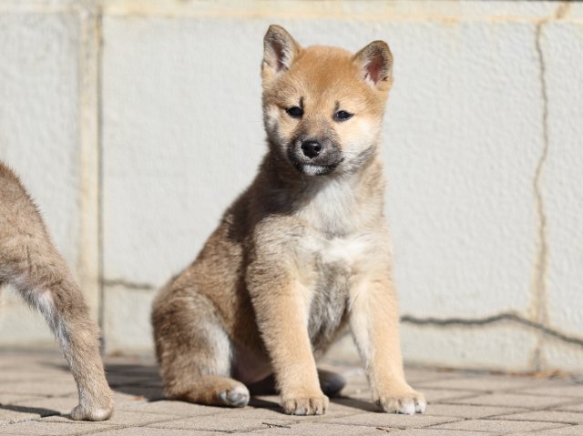 FP5A6082-puppy FP5A6082-puppy