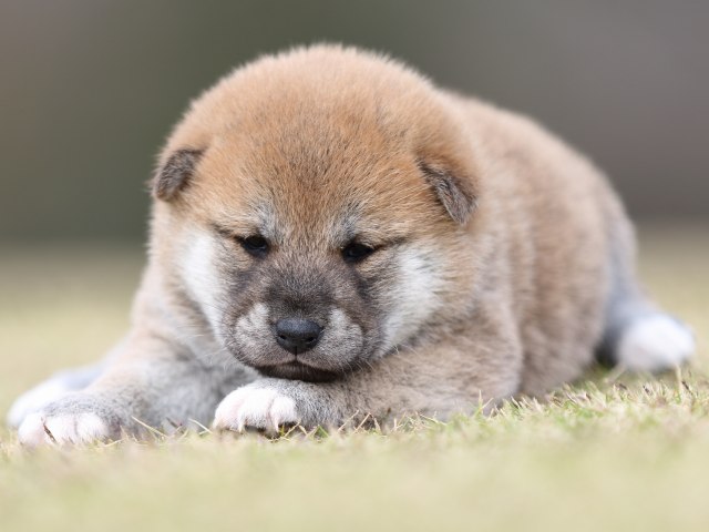 FP5A9150-puupy1-shibainu FP5A9150-puupy1-shibainu