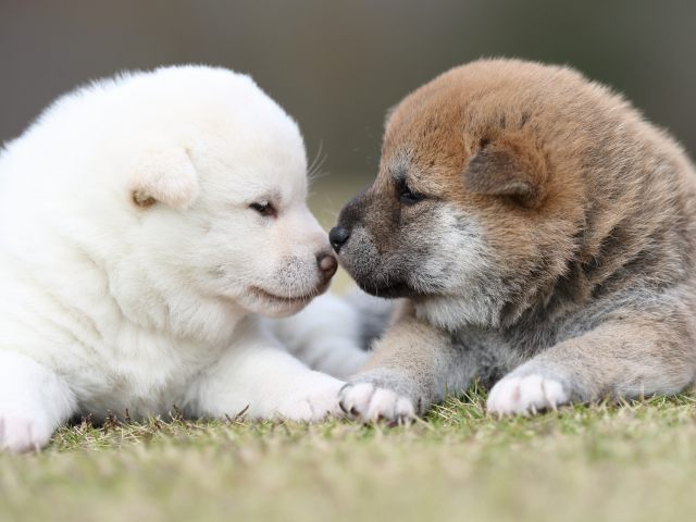 FP5A9164-puupy1-shibainu FP5A9164-puupy1-shibainu