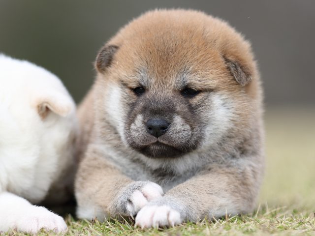 FP5A9170-puupy1-shibainu FP5A9170-puupy1-shibainu