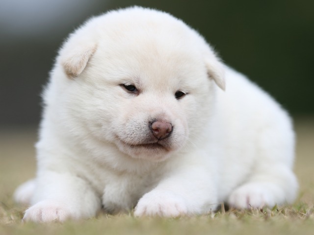 FP5A9182-puupy1-shibainu FP5A9182-puupy1-shibainu