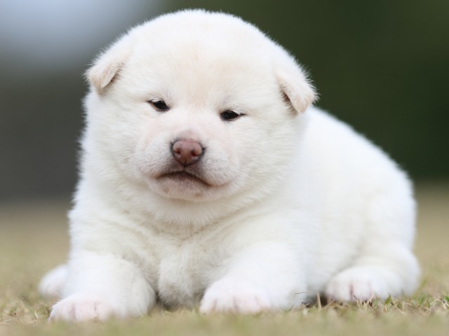 FP5A9188-puupy1-shibainu FP5A9188-puupy1-shibainu