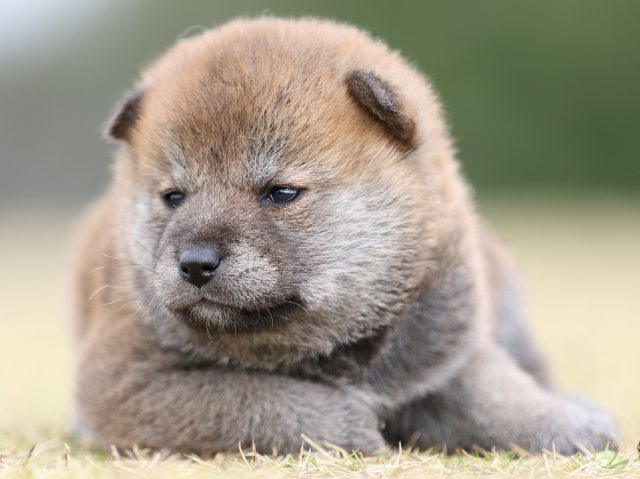 FP5A9225-puupy1-shibainu FP5A9225-puupy1-shibainu