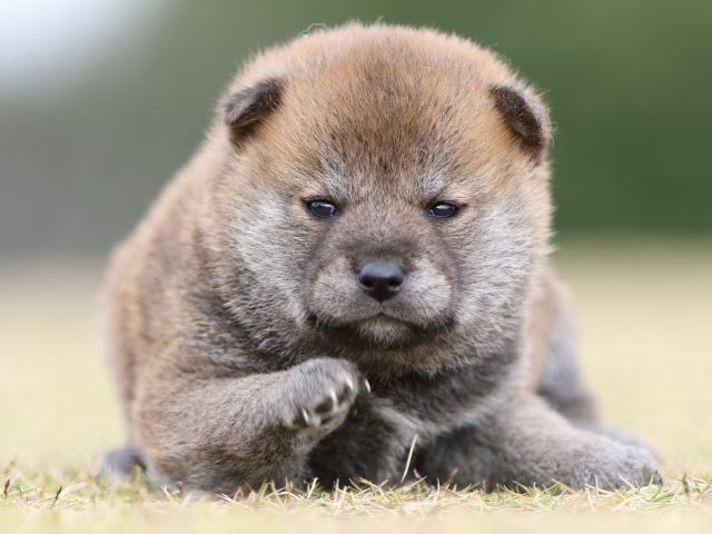 FP5A9231-puupy1-shibainu FP5A9231-puupy1-shibainu