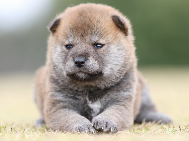 FP5A9235-puupy1-shibainu FP5A9235-puupy1-shibainu