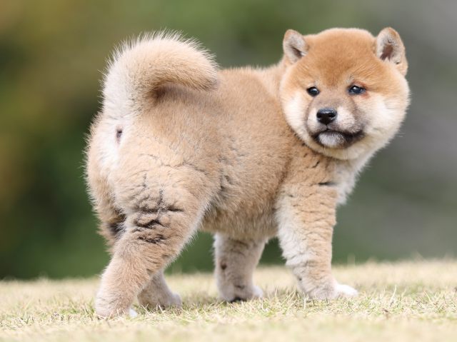 FP5A9313-puupy1-shibainu FP5A9313-puupy1-shibainu