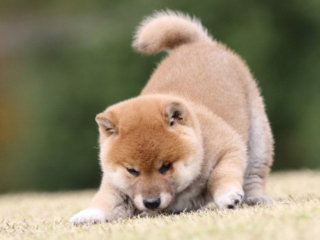 FP5A9355-puupy1-shibainu FP5A9355-puupy1-shibainu