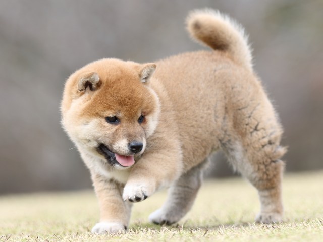 FP5A9364-puupy1-shibainu FP5A9364-puupy1-shibainu