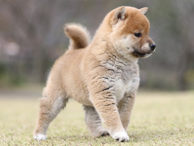 FP5A9385-puupy1-shibainu FP5A9385-puupy1-shibainu