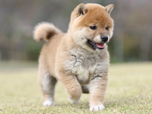 FP5A9387-puupy1-shibainu FP5A9387-puupy1-shibainu