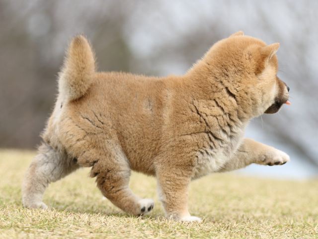 FP5A9395-puupy1-shibainu FP5A9395-puupy1-shibainu