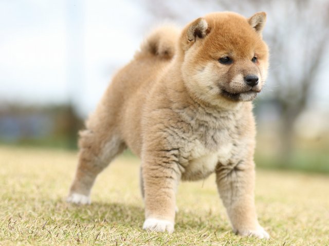 FP5A9400-puupy1-shibainu FP5A9400-puupy1-shibainu