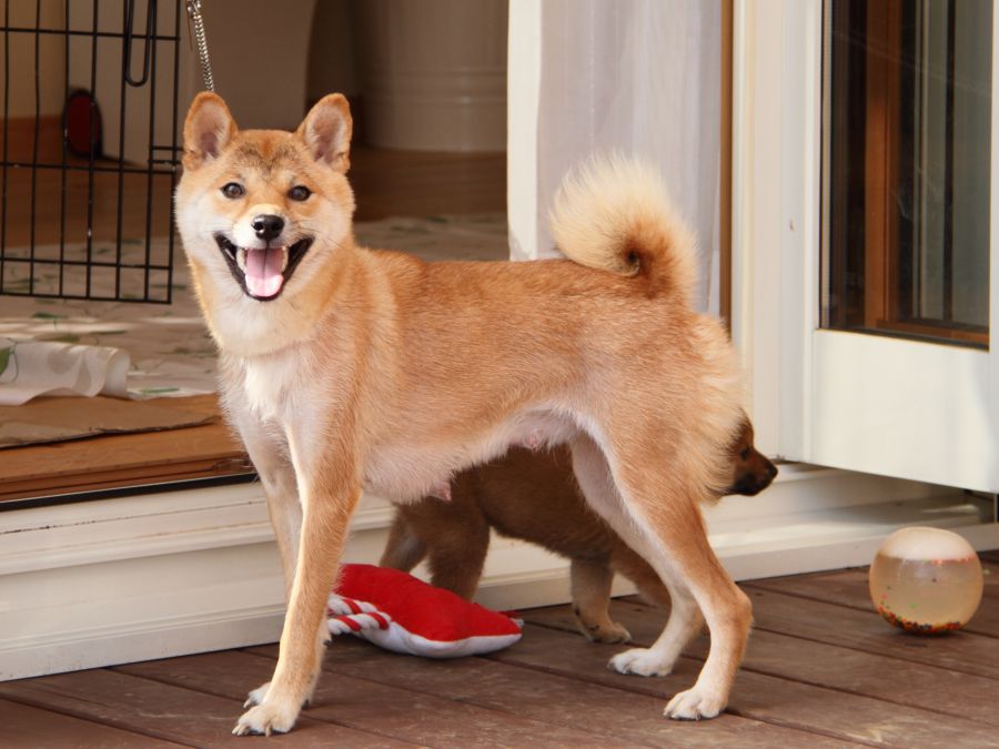 IMG_1600-shibainu-puppy