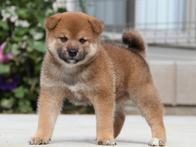 IMG_1627-shibainu-puppy IMG_1627-shibainu-puppy
