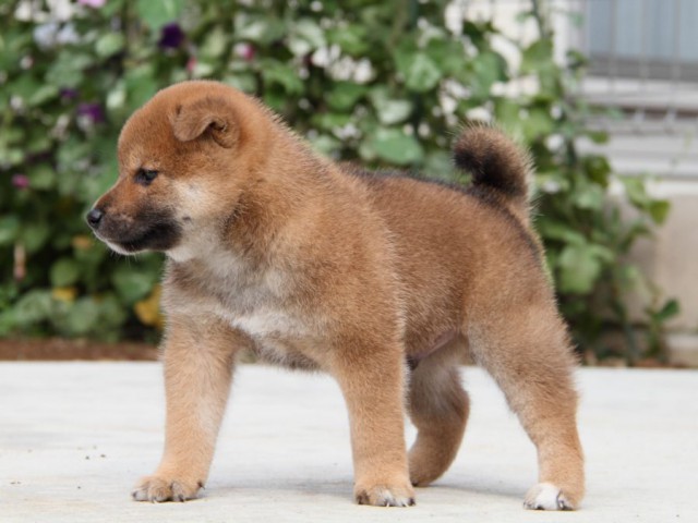 IMG_1630-shibainu-puppy IMG_1630-shibainu-puppy